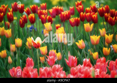 I tulipani (Tulipa gesneriana) Foto Stock