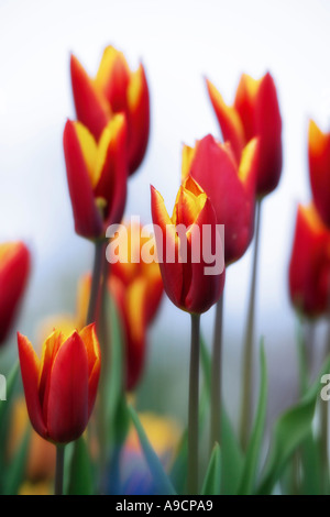 I tulipani (Tulipa gesneriana) Foto Stock