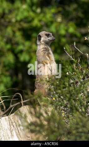 Meerkat guardando fuori Foto Stock