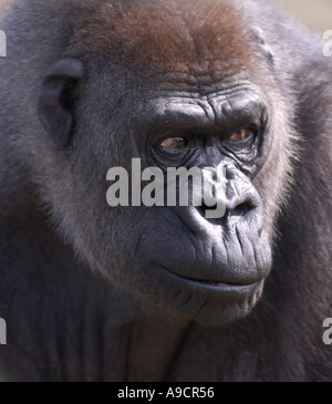 Femmina (pianura gorilla gorilla gorilla) Foto Stock