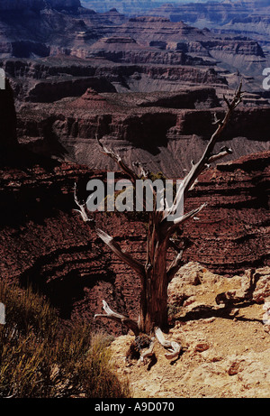 Un vecchio albero a spiovente sul bordo del Grand Canyon in Arizona, Stati Uniti. 1997 Foto Stock