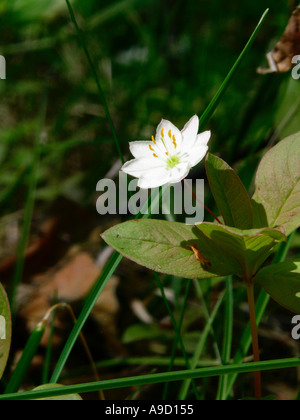 Chickweed wintergreen Foto Stock