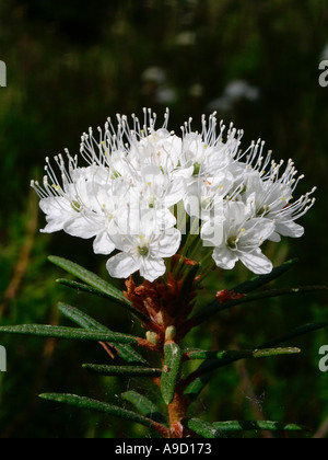 Il Labrador marsh tea Rhododendron tomentosum Foto Stock