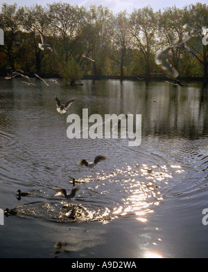 Vista di uccelli che vola da un po' di cancelletto in Hampstead Heath Park North London Inghilterra England Regno Unito Regno Unito Europa Foto Stock