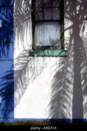 Palm tree ombra Foto Stock