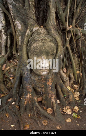 Testa di Buddha avvolto in bayan radici di Wat Phra Mahathat Foto Stock