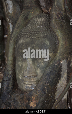 Testa di Buddha avvolto in bayan radici di Wat Phra Mahathat Foto Stock