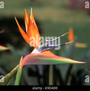 Uccello del Paradiso Fiore (Strelitzia Reginae), Madeira, Portogallo Foto Stock