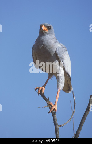 Ovambo o Ovampo Sparviero (Accipiter ovampensis) in una struttura ad albero Foto Stock