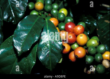 Impianto caffè Costa Rica America Centrale Foto Stock