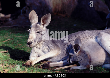 Mammifero canguro rosso e JOEY MACROPUS RUFUS CUSTODIA IN AUSTRALIA Foto Stock