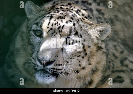 Snow Leopard, vicino Simla Himachal Pradesh India Foto Stock