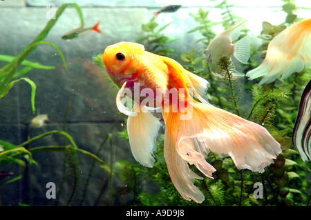 Oro Pesce Cinese Oranda Hi Cap Latino Name Carassius auratus Ptero Phyllum Scalare Calyco Gold Fish Zebra Foto Stock