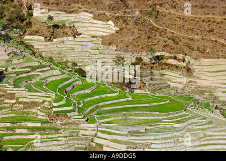 Campi terrazzati come visto da Nagarkot, valle di Kathmandu, Nepal Foto Stock