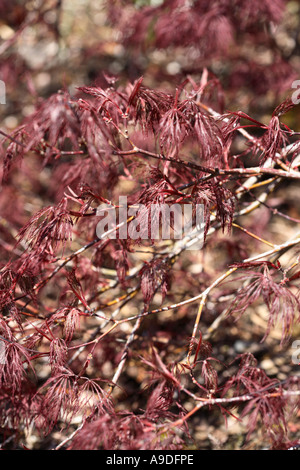 Laceleaf Acero giapponese Acer Palmatum Dissectum 'Rosso filigrana Lace" Foto Stock