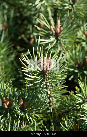 Pino silvestre Pinus sylvestris 'Bergman' Pinaceae Foto Stock