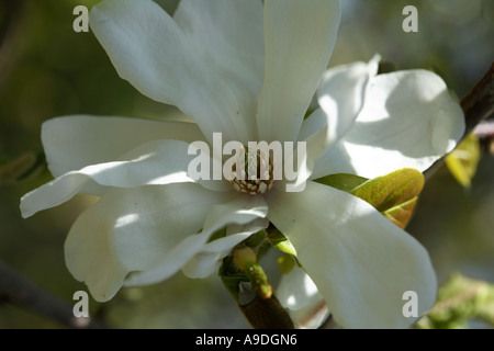 Magnolia Kobus Loebneri Merrill della Magnoliacee Foto Stock