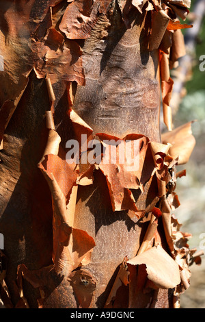Paperbark Maple Acer Griseum Foto Stock