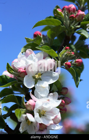 Apple Tree Blossoms Golden Sentinel Foto Stock