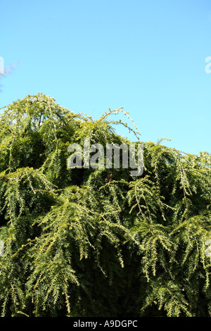 In Canada la cicuta 'Sargentii' Tsuga canadensis Foto Stock