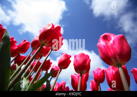 Basso angolo vista di rosa luminoso tulipani contro un cielo blu con nuvole. Foto Stock