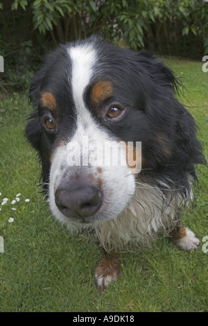 Bovaro del Bernese cercando soppy dopo bagnare nel fiume Foto Stock