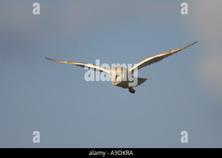 Barbagianni Tyto alba adulto la caccia in condizioni di luce diurna Norfolk Inghilterra Febbraio Foto Stock