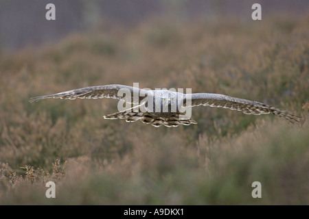 Astore Accipiter gentilis adulto in volo la caccia in Scozia Captive Bird Foto Stock