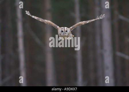 Allocco Strix aluco adulto in volo Scozia Captive Bird Foto Stock