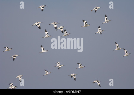 Gregge di avocette Recurvirostra avosetta in volo Norfolk Inghilterra Marzo Foto Stock