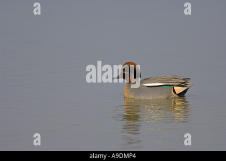 Comune di teal Anas crecca drake nuoto Norfolk Inghilterra Marzo Foto Stock