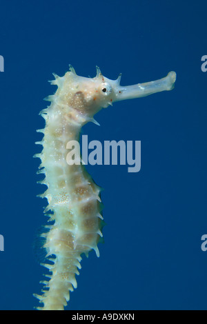 Spinosa Seahorse Hippocampus jayakari Foto Stock