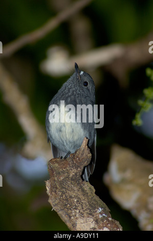 Isola del nord Robin Petroica australis longipes specie in via di estinzione Tiritiri Matangi Island in Nuova Zelanda Foto Stock