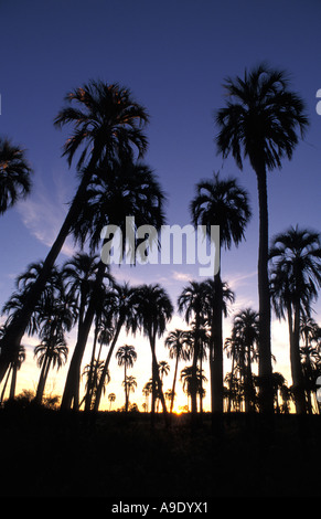 El Palmar National Park, provincia di Entre Rios, Argentina Foto Stock