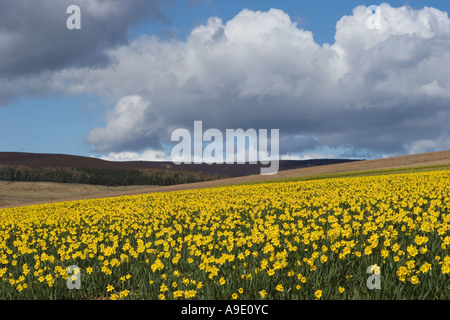 Primavera - Righe di cresciuta commercialmente narcisi coltivati per le lampadine nel nord-est della Scozia. Regno Unito Foto Stock