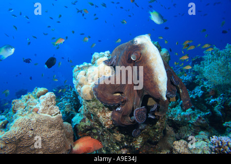 Reef Octopus siede su un blocco di corallo del Mar Rosso a Dahab Egitto Octopus cyaneus Foto Stock