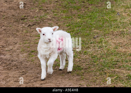 La molla bianco giovane singolo agnello contrassegnate in rosso No.27 , Scozia, Regno Unito Foto Stock