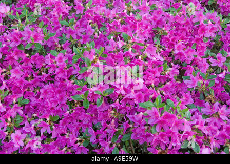 Viola Rhododendron obtusum blooming Foto Stock