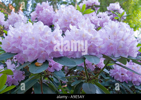 Violetta Rhododendron catawbiense blooming Foto Stock