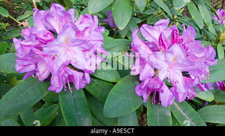 Violetta Rhododendron catawbiense blooming Foto Stock