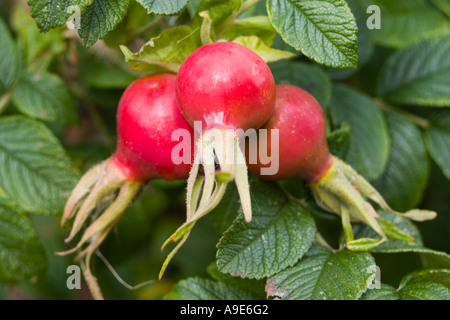 Rosa Foto Stock