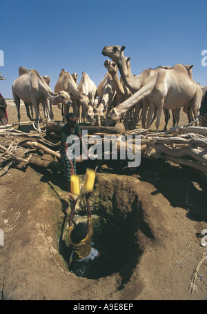 Cammelli di irrigazione da pozzi poco profondi gode Etiopia questi cammelli hanno viaggiato per 50 chilometri per trovare acqua Foto Stock