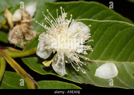 Il malese Apple (Syzygium malaccense). Sachica, Boyacá, Colombia, Sud America Foto Stock