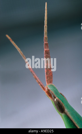 Truxalis nasuta becchi lunghi grasshopper Foto Stock