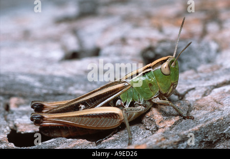Grasshopper su roccia Pirenei Spagna Foto Stock