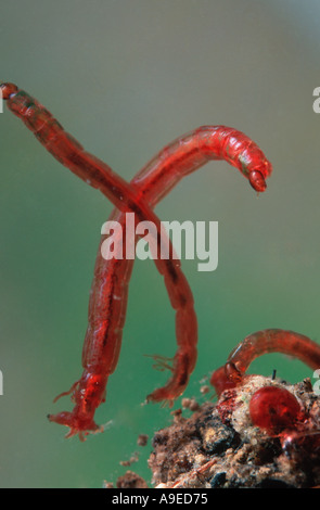 Le larve del Parlamento Chironomid midge Chironomus riparius organicamente in acqua inquinata Foto Stock