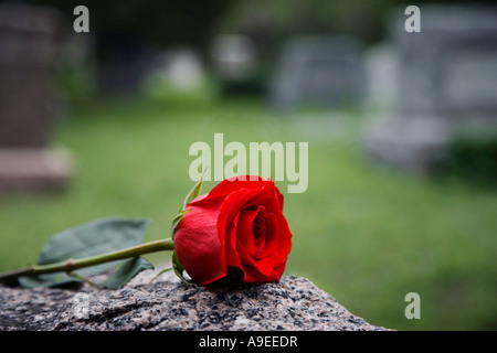 Un lungo stelo Red Rose si trova su una lapide in un cimitero Foto Stock