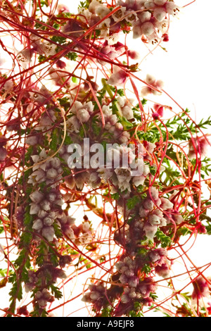 Tremava comune Cuscuta epithymum Macro su host di Heather Surrey in Inghilterra Luglio Foto Stock