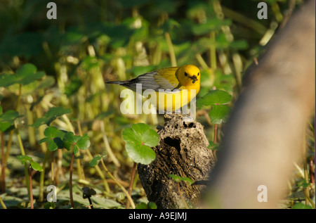 Prothonotary trillo (Protonotaria citrea) Arthur R Marshall National Wildlife Reserve Loxahatchee Florida USA Foto Stock