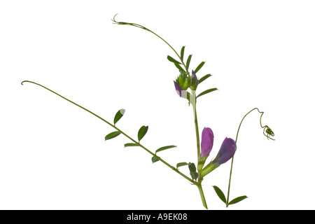 Veccia comune Vicia sativa Surrey in Inghilterra possono Foto Stock